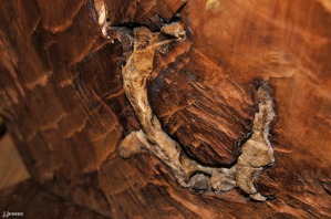 Elk Skull encased in a tree trunk