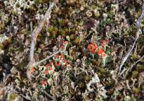 Red-tipped lichen.